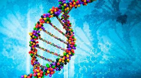 Как называется участок ДНК, в котором содержится информация о первичной структуре белка?