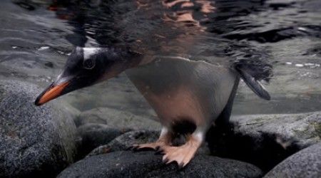 Какой вид пингвинов существует на самом деле?
