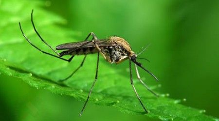 Как иначе называется семейство комаров-дергунов?