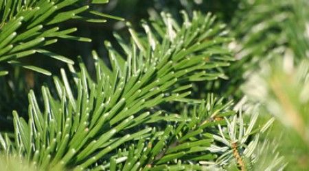 Зачем лесники Дании в канун Нового года опыляют лесные ёлки специальным бесцветным составом?