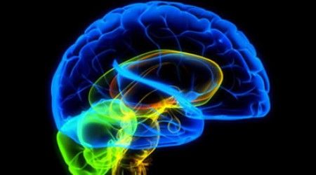 Что, как принято считать, есть в головном мозге человека?