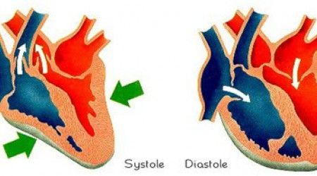 Что из перечисленного является стадией работы сердечной мышцы?