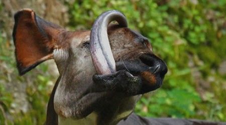 Какое животное может своим языком вылизывать себе глаза? 