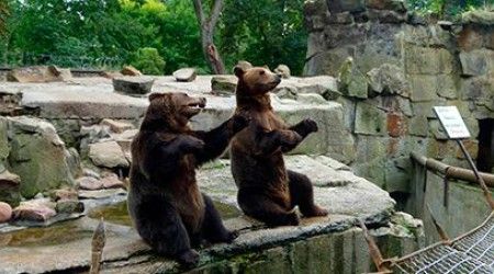 В каком году был открыт Калининградский зоопарк?