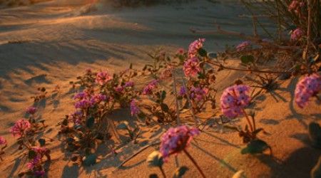 Какая пустыня раз в году покрывается цветами?