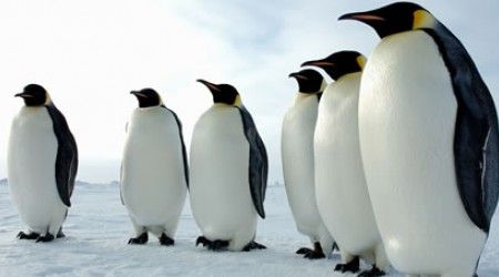 Какой из этих пингвинов самый большой?