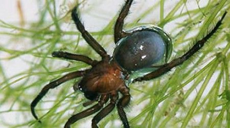 Какой паук строит подводные гнёзда?