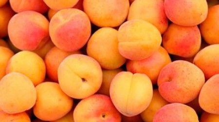 Сколько семян в плоде абрикоса?
