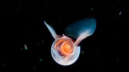 Как называется орган дыхания моллюска морского чёртика?