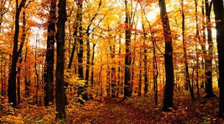 С чем И. Бунин сравнивает лес в первой строке стихотворения  «Листопад»?