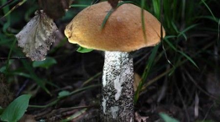 Как называют съедобные грибы, появляющиеся в конце июня — начале июля, когда вырастает рожь?