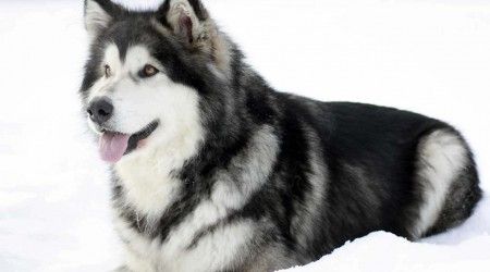 Какая ездовая собака является символом штата Аляска?