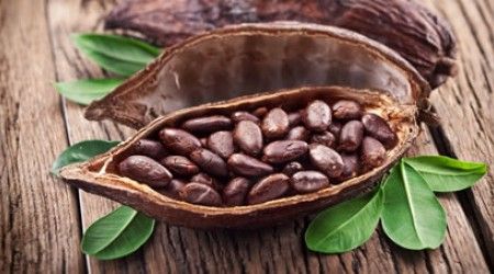 Сколько раз в год обычно собирают урожай какао-бобов?