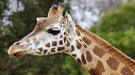 На каком материке обитает угандийский жираф? 