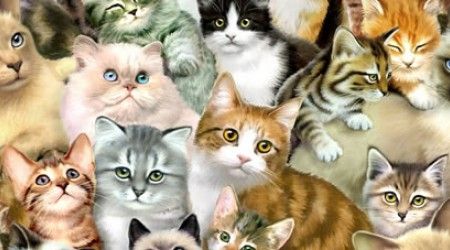 Какая порода домашних кошек самая крупная?