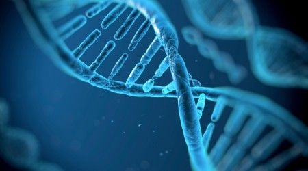 Как называются участки ДНК, хранящие генетическую информацию?