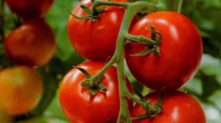 К какому ботаническому семейству относится томат?