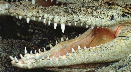 В каких случаях крокодилы высовывают язык из пасти?
