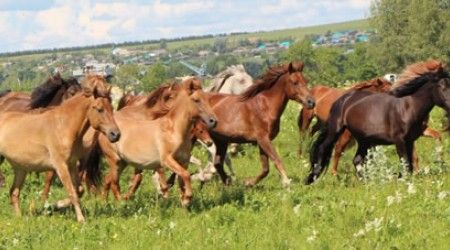 Как называется хозяйство, занимающееся воспроизводством племенных лошадей?