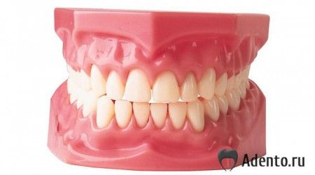 У животных какой группы больше всего зубов?