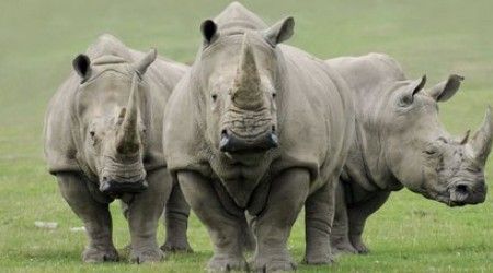 Рог носорога преимущественно состоит из того же вещества, что и...