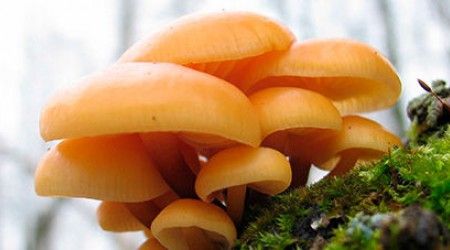 Как называется подземное вегетативное тело грибов?