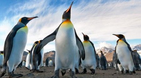 Как называются самые крупные пингвины?