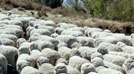 Как называется большое стадо овец?
