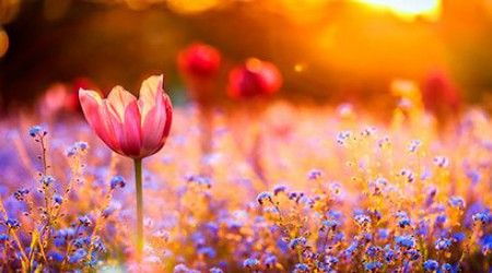 Как приветствовали день цветы в стихотворении Есенина «Лебедушка»?
