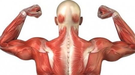 Сколько мышц в теле человека?
