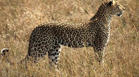 Какой из этих из подвидов леопардов вымер?