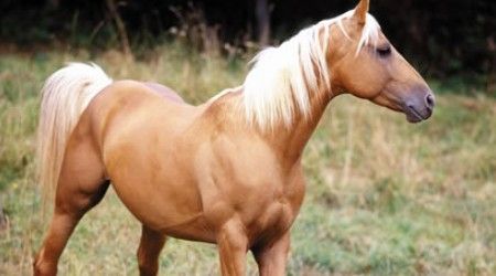 У какой из лошадей золотистая окраска и светлые грива и хвост?