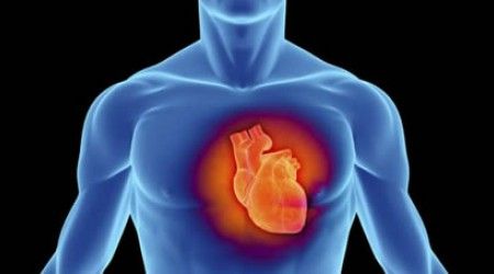 Где располагается сердечная мышца?