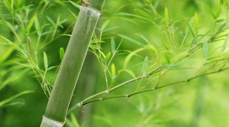 На сколько метров может вырасти бамбук в течение 24 часов?