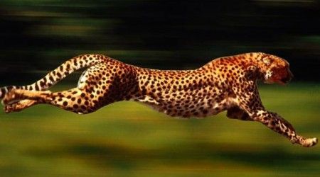 Какую максимальную  скорость развивает гепард в погоне за жертвой?