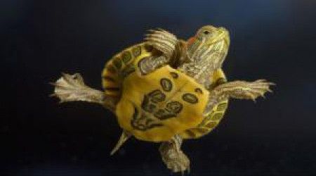 Сколько приблизительно существует видов черепах?
