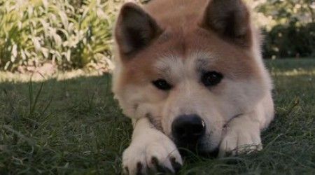 Какой породы был самый верный пес - Хатико?