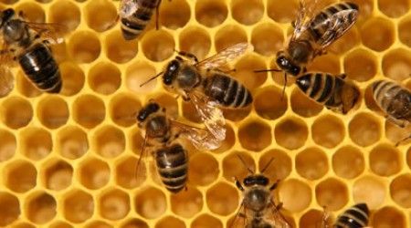 Как называется самец медоносной пчелы?
