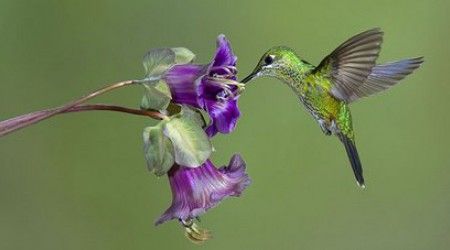Сколько взмахов в секунду делает мелкая колибри?