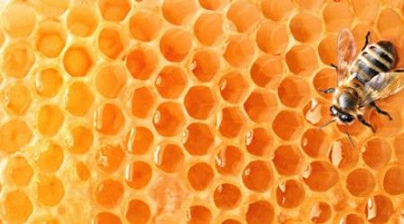 Как называется пространство для прохода пчёл между сотами?