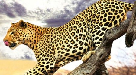 Где леопард прячет добычу, которую не смог съесть?