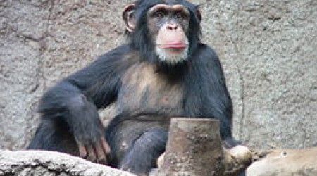В какой род обезьян входят только эти два вида: обыкновенный и карликовый?
