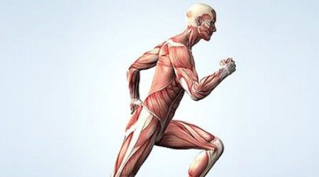 В какой части тела человека находится самая длинная мышца — портняжная?
