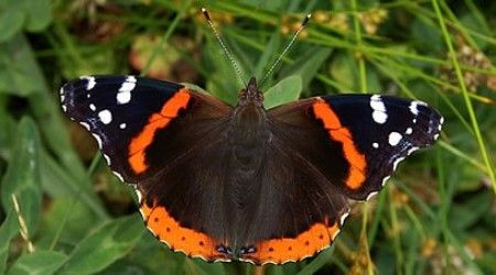 Какое «звание» носит вид дневных бабочек?