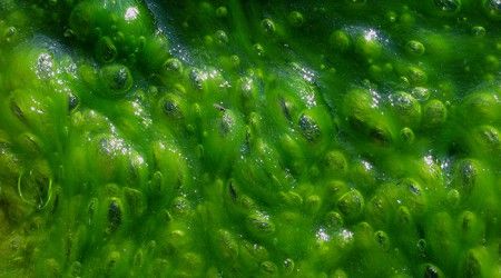 К какой таксономической группе относятся сине-зеленые водоросли?