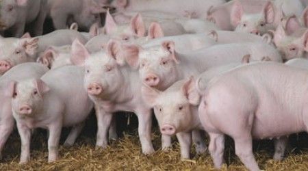 Что народная мудрость советует НЕ метать перед свиньями?