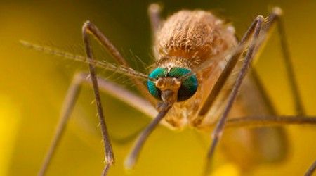 Сколько пар крыльев у настоящего комара?