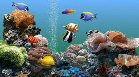 Имя какого газа носит одна из аквариумных рыбок?