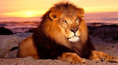 Как называют фантастическое существо с телом льва и головой человека?