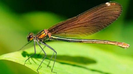 Как называются органы дыхания у взрослых насекомых?